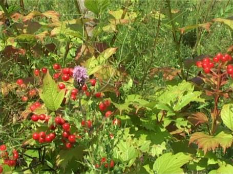 Am Niederrhein : Kleine Biotope, Gewöhnlicher Schneeball ( Rote Früchte )